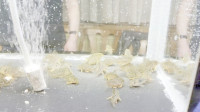 img4