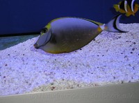 img55