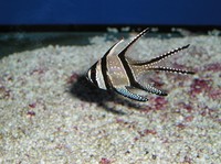 img56