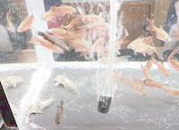 img29