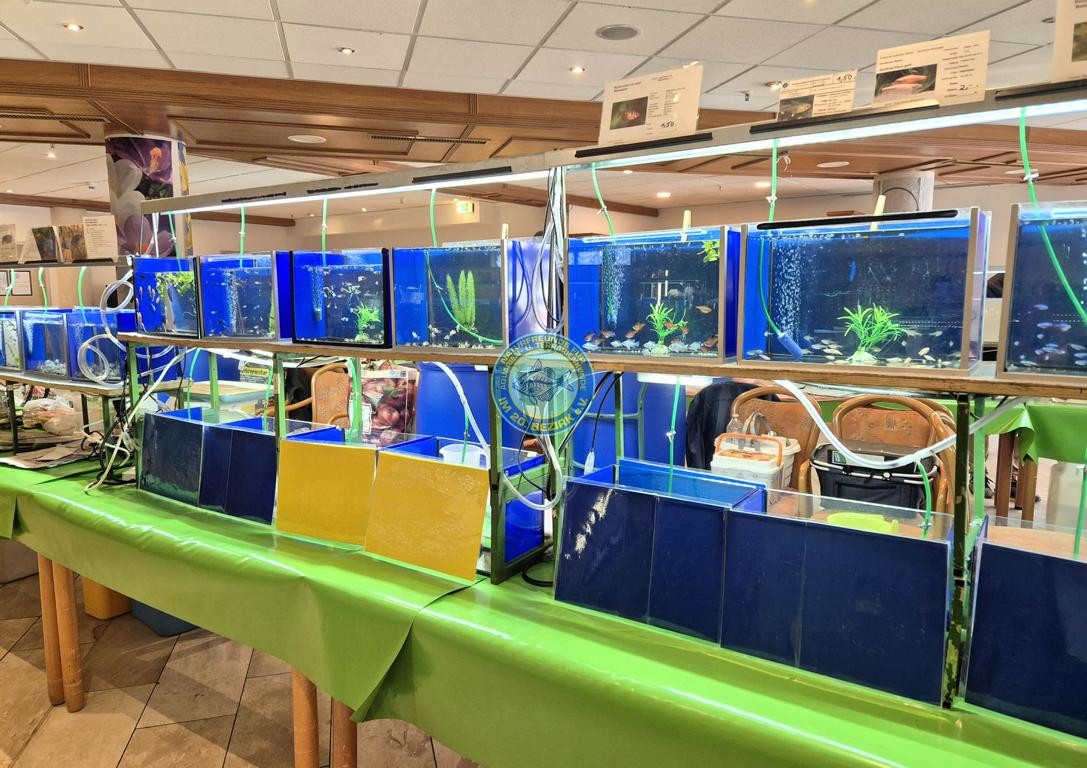 Fischbörse mai 2025