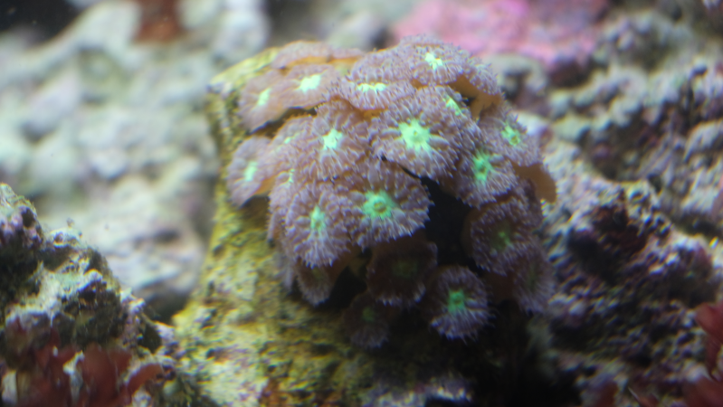 coral