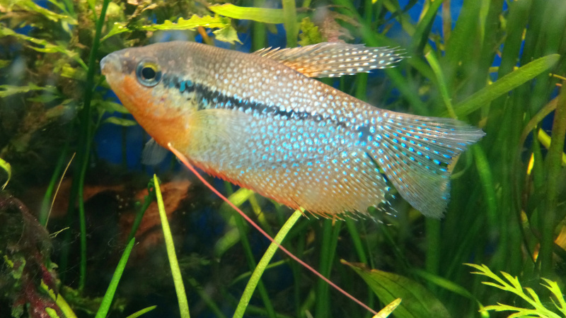 gourami